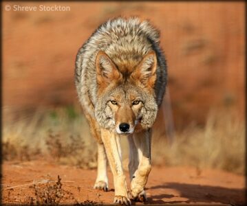 Encounters with Coyotes in the Past and Present Image